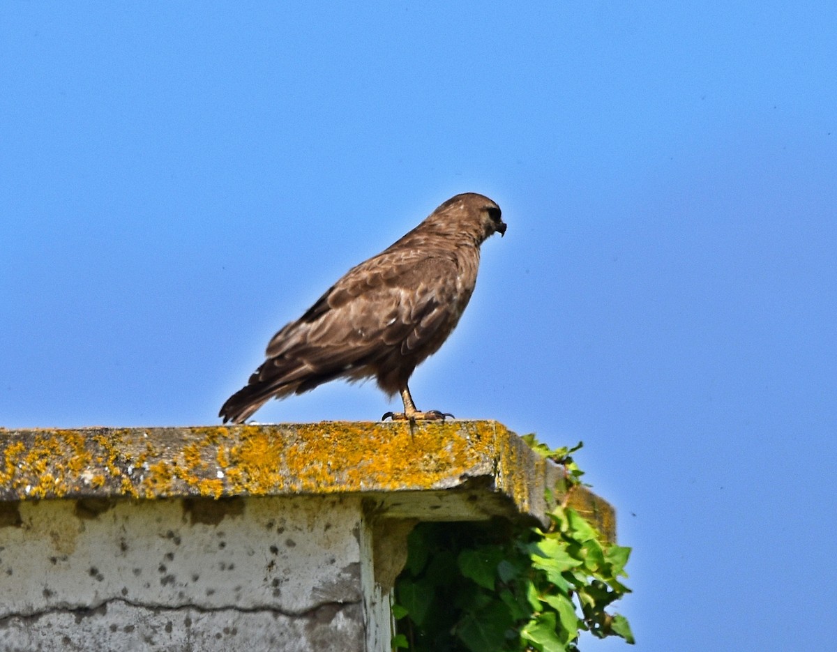 Common Buzzard - ML620830380