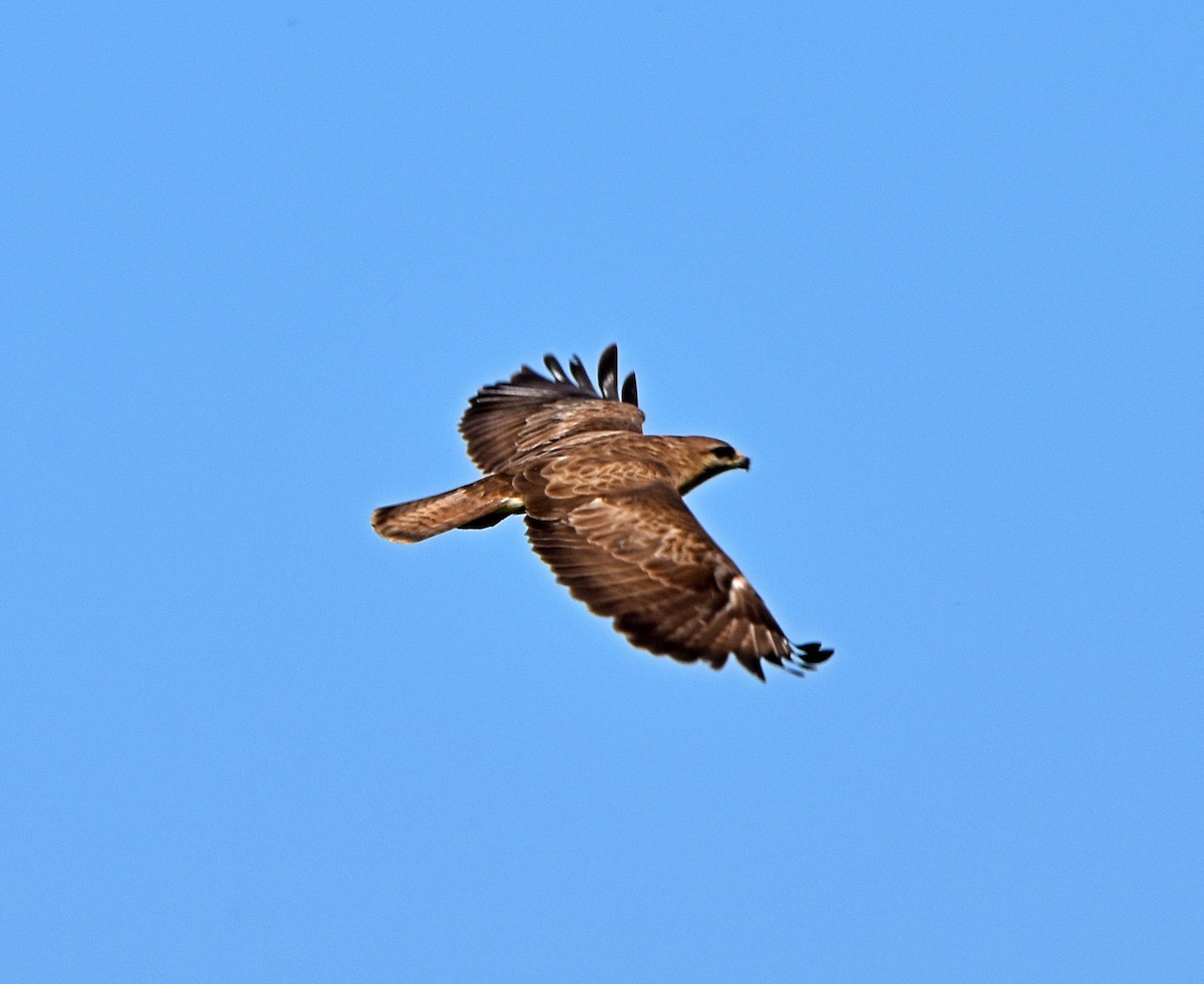 Common Buzzard - ML620830381