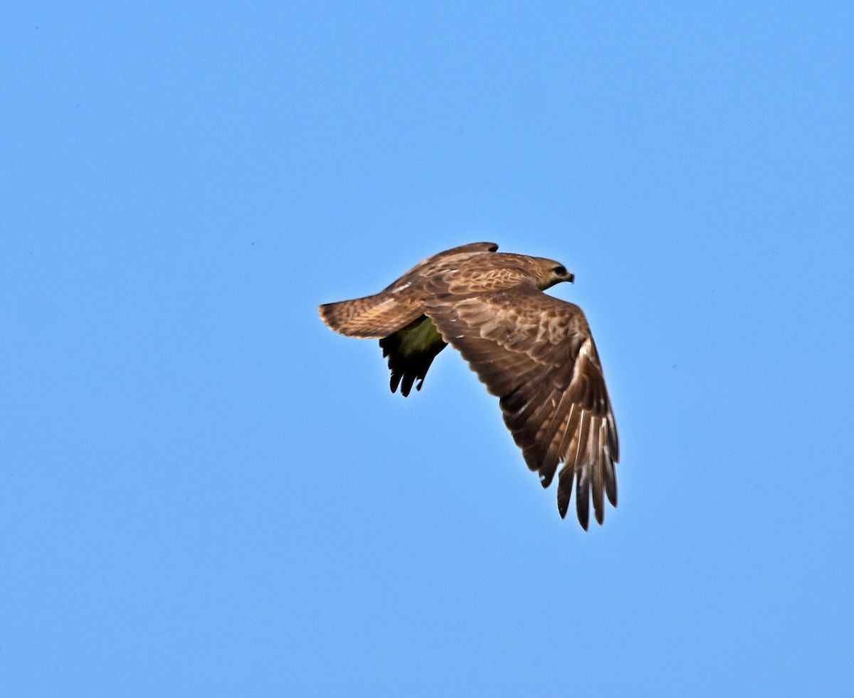 Common Buzzard - ML620830382