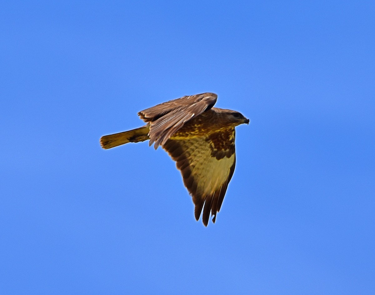 Common Buzzard - ML620830388