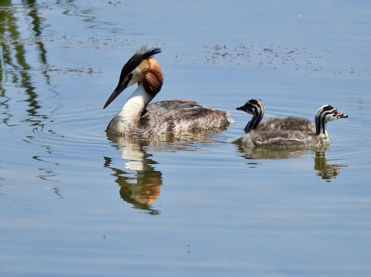 Great Crested Grebe - ML620830389
