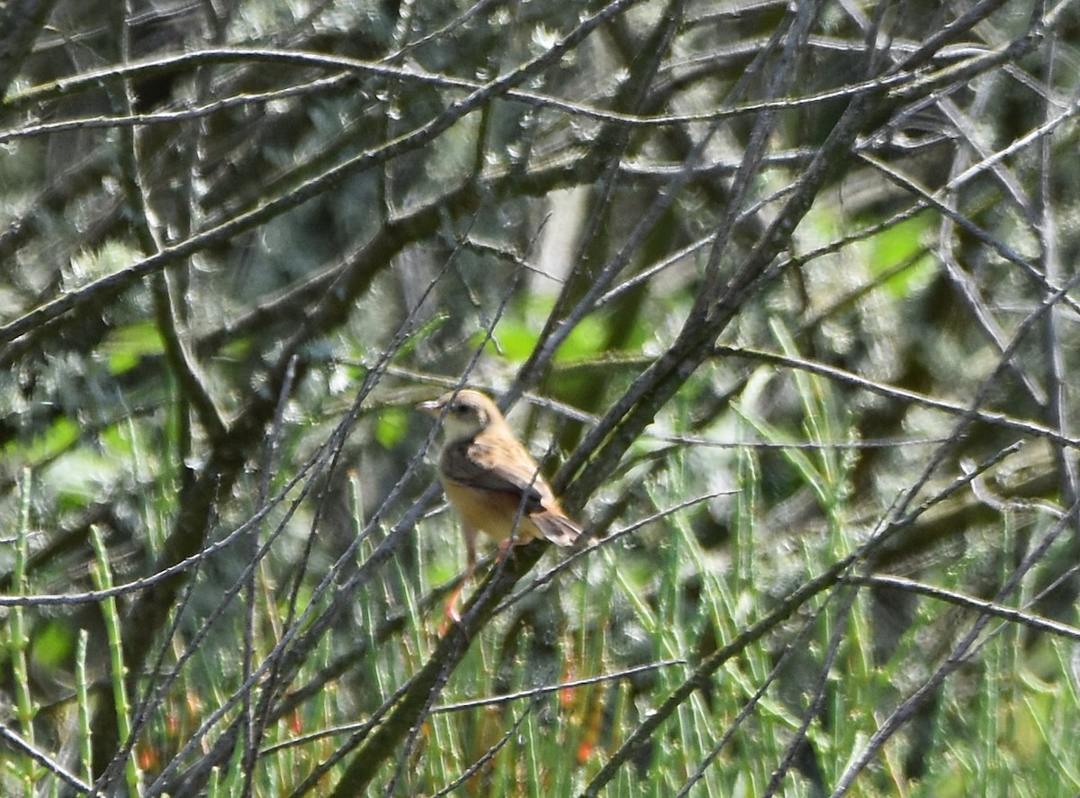 Zitting Cisticola - ML620830390