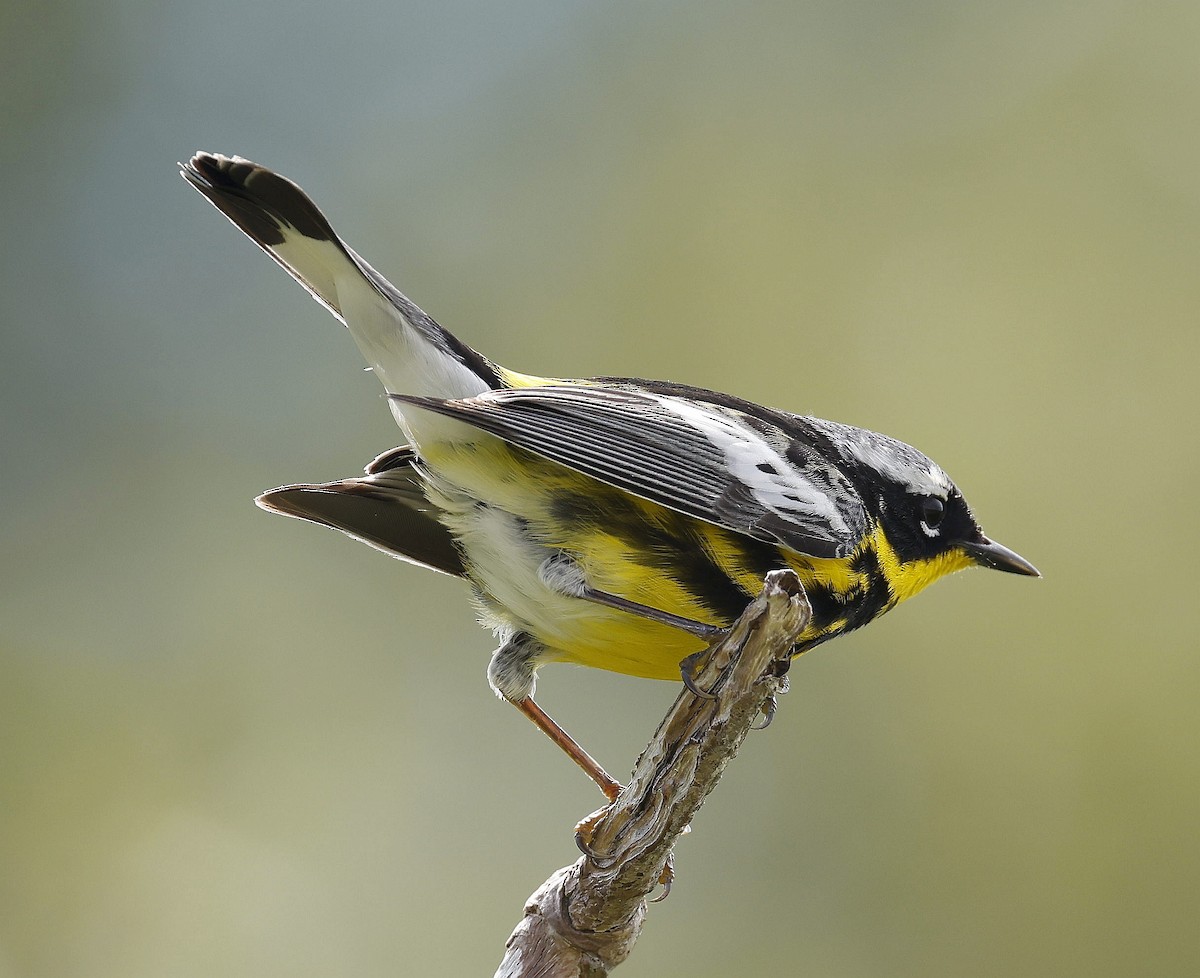 Magnolia Warbler - ML620830394