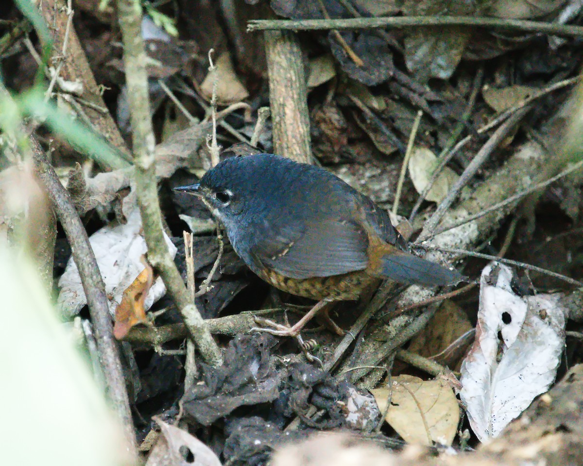 White-breasted Tapaculo - ML620830401