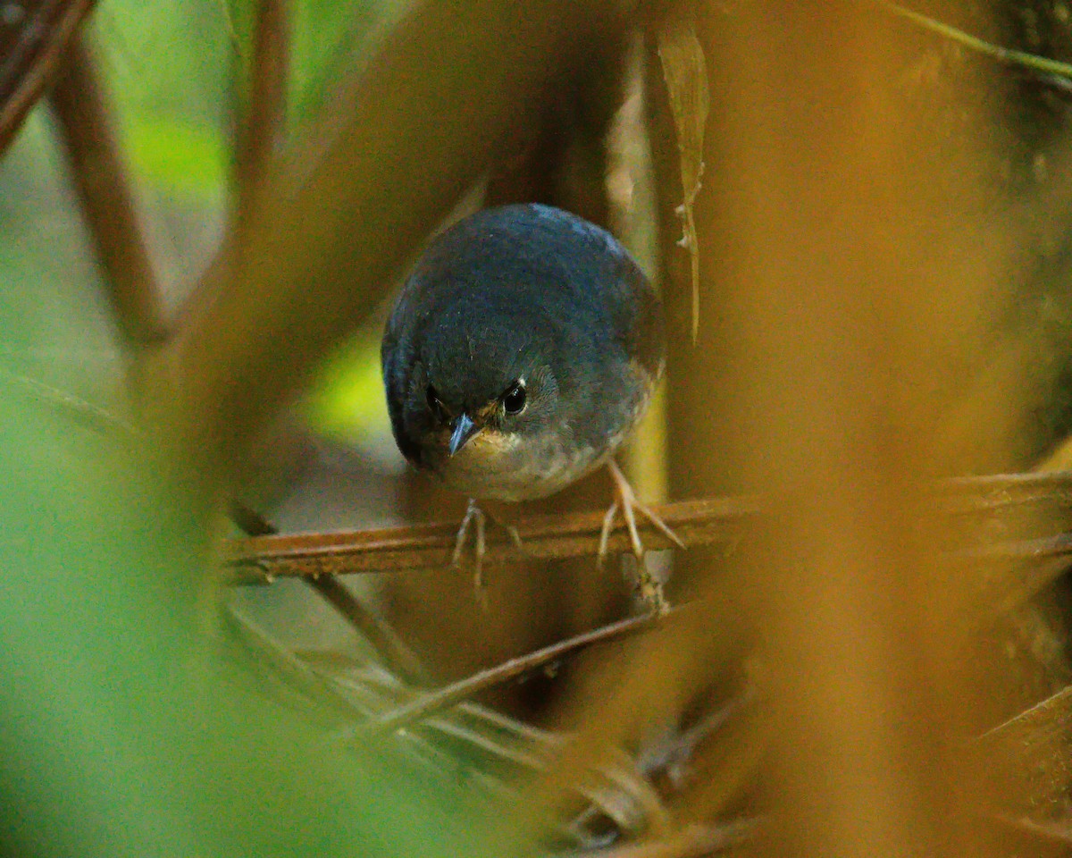 White-breasted Tapaculo - ML620830402