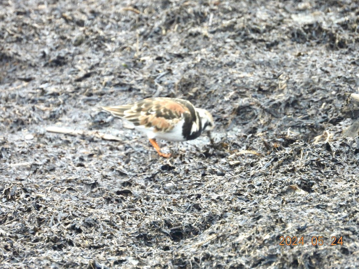 Ruddy Turnstone - ML620830407