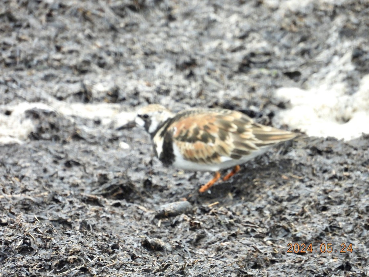 Ruddy Turnstone - ML620830408