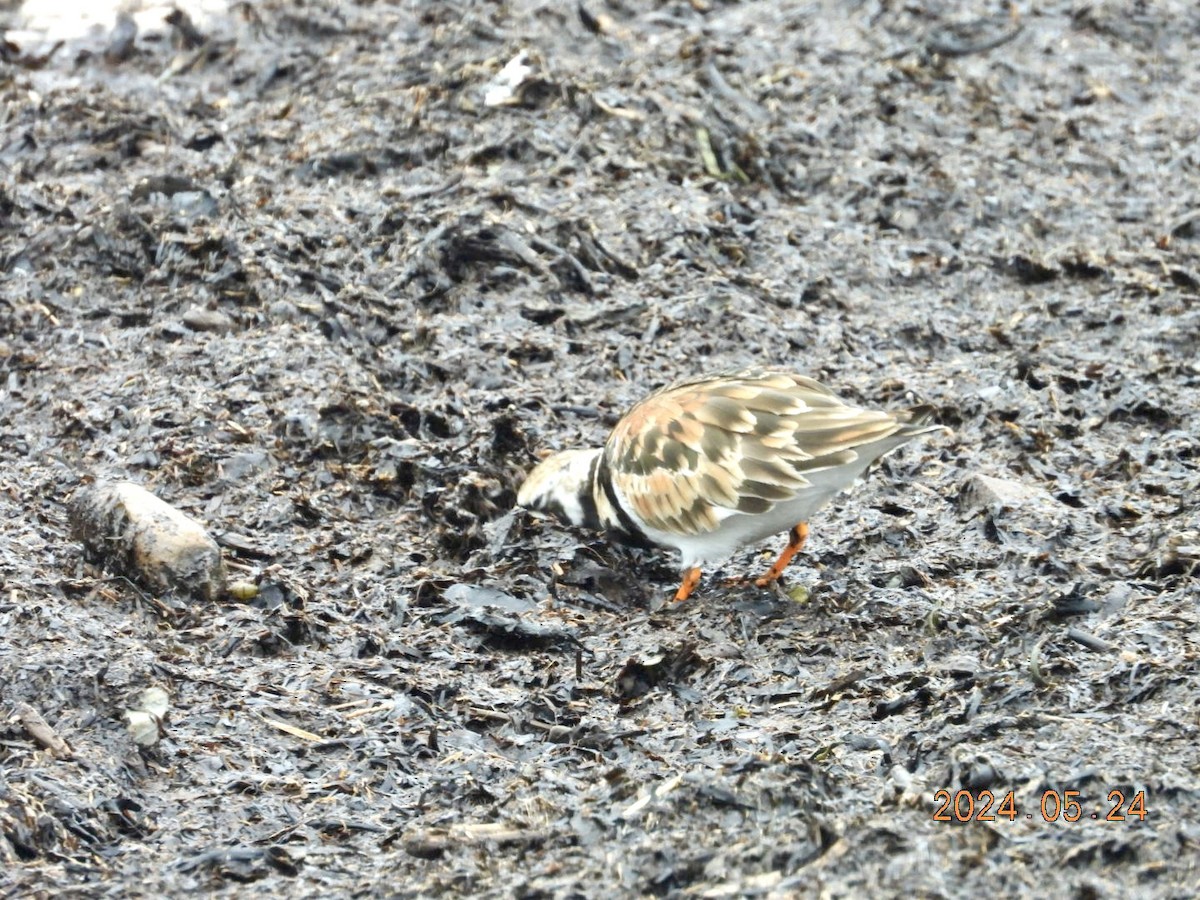 Ruddy Turnstone - ML620830409