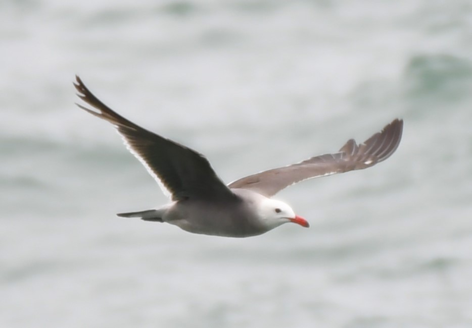 Heermann's Gull - ML620830417