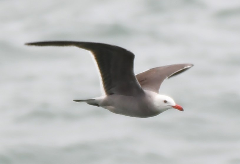 Heermann's Gull - ML620830420