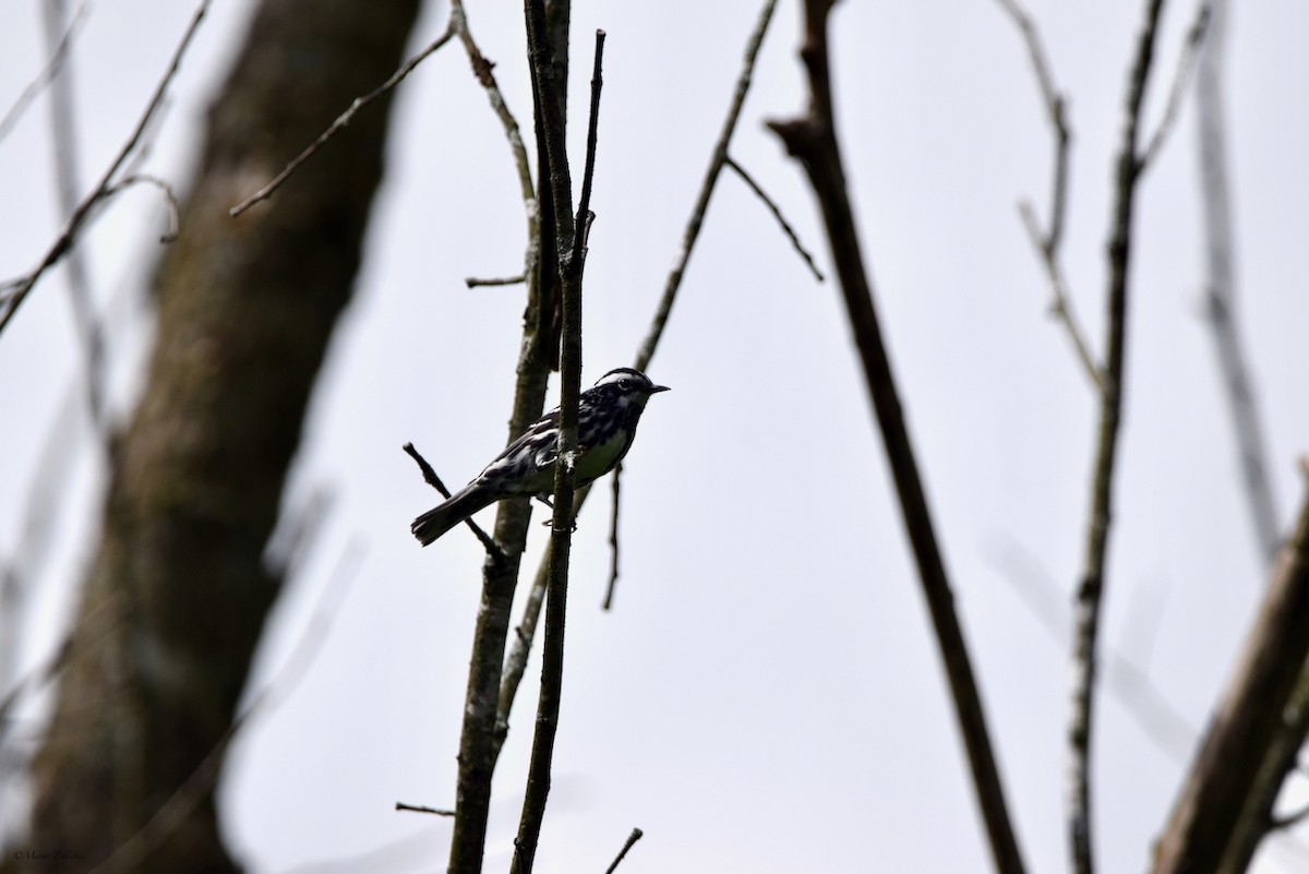 Black-and-white Warbler - ML620830423
