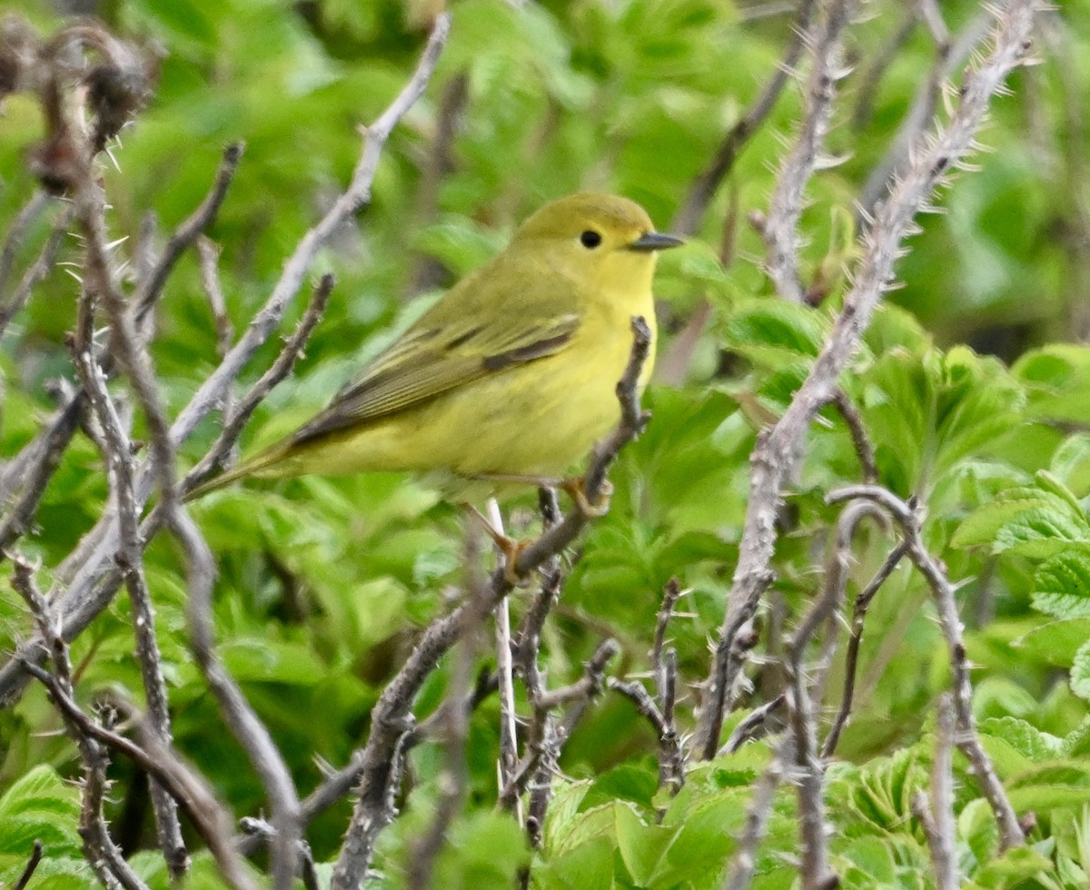 Yellow Warbler - ML620830427