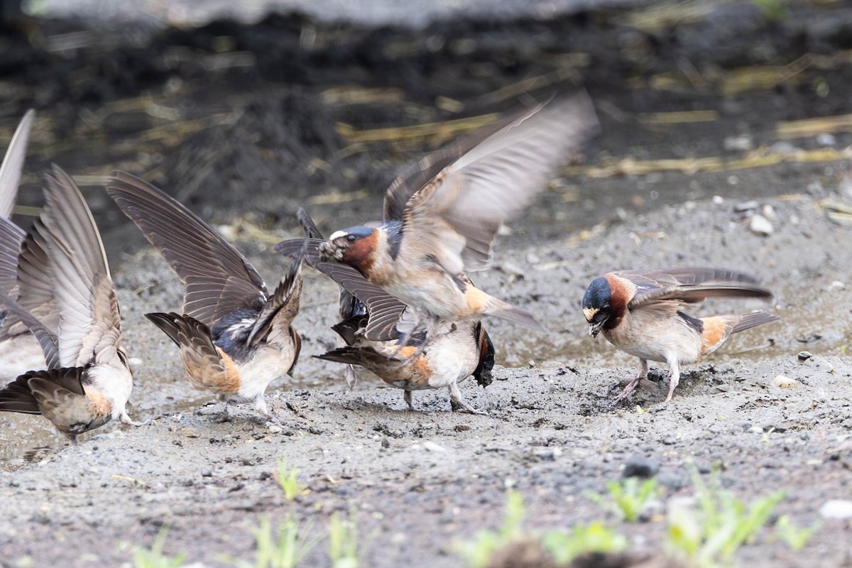 Cliff Swallow - ML620830437