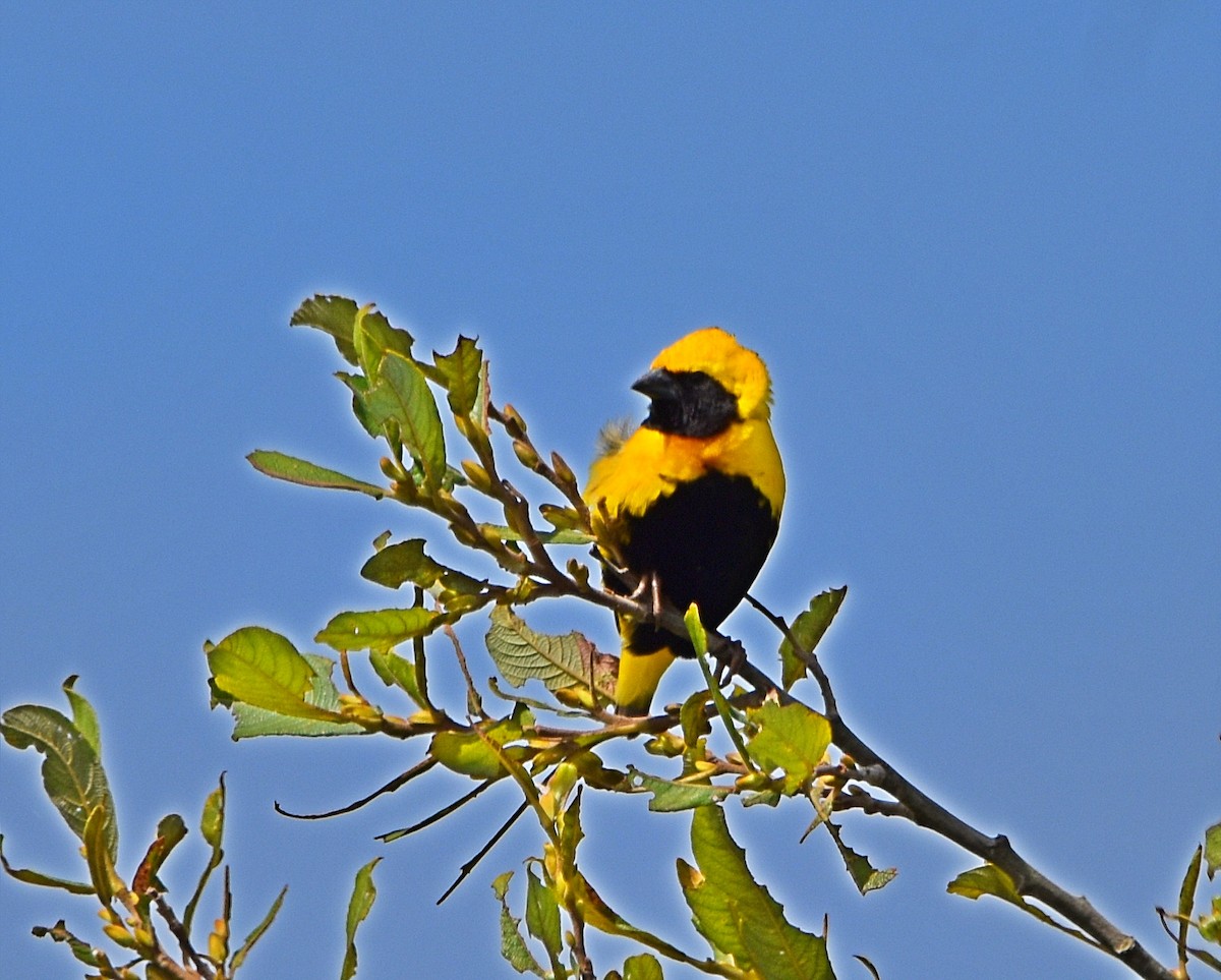 Yellow-crowned Bishop - ML620830444