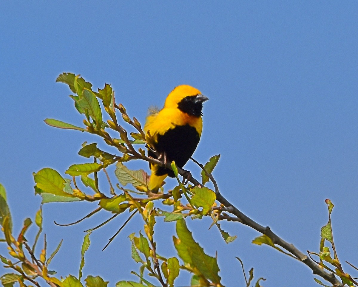 Yellow-crowned Bishop - ML620830445