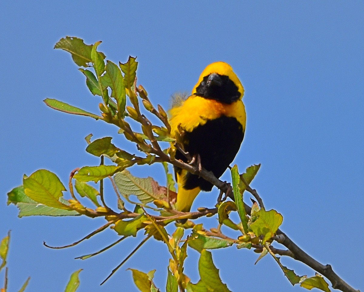 Yellow-crowned Bishop - ML620830446