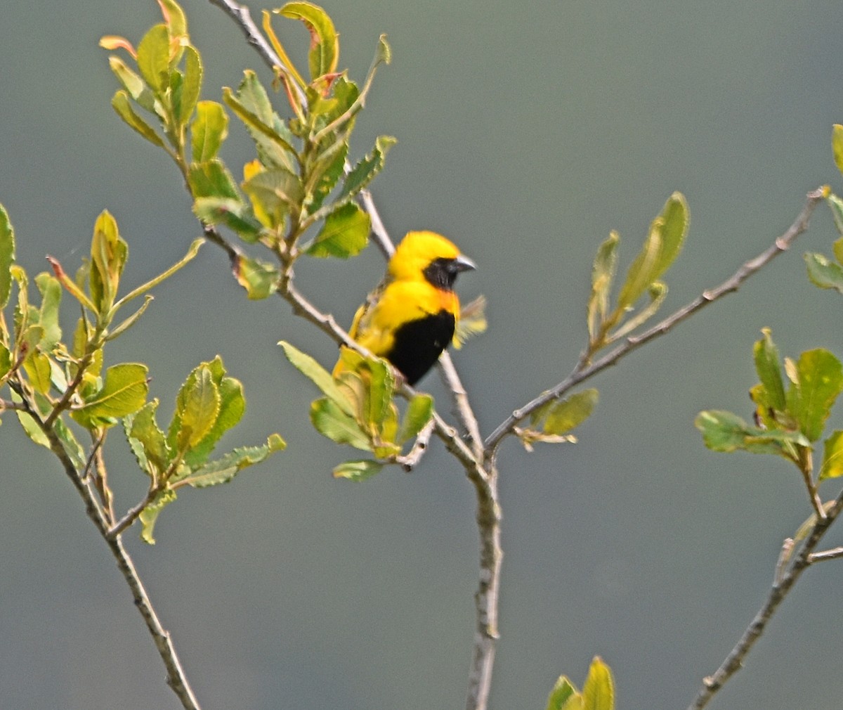 Yellow-crowned Bishop - ML620830448