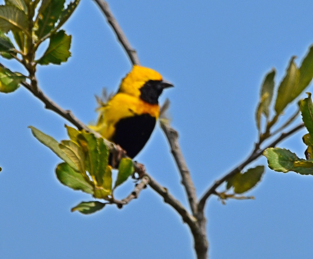 Yellow-crowned Bishop - ML620830449