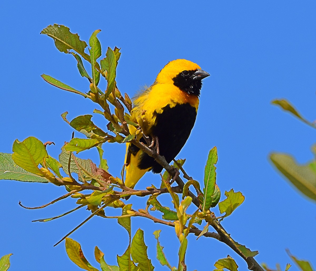 Yellow-crowned Bishop - ML620830450