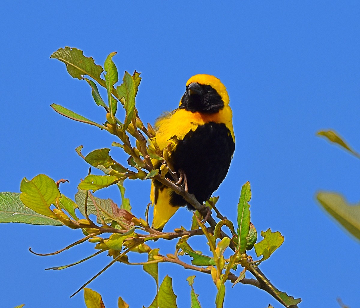 Yellow-crowned Bishop - ML620830451