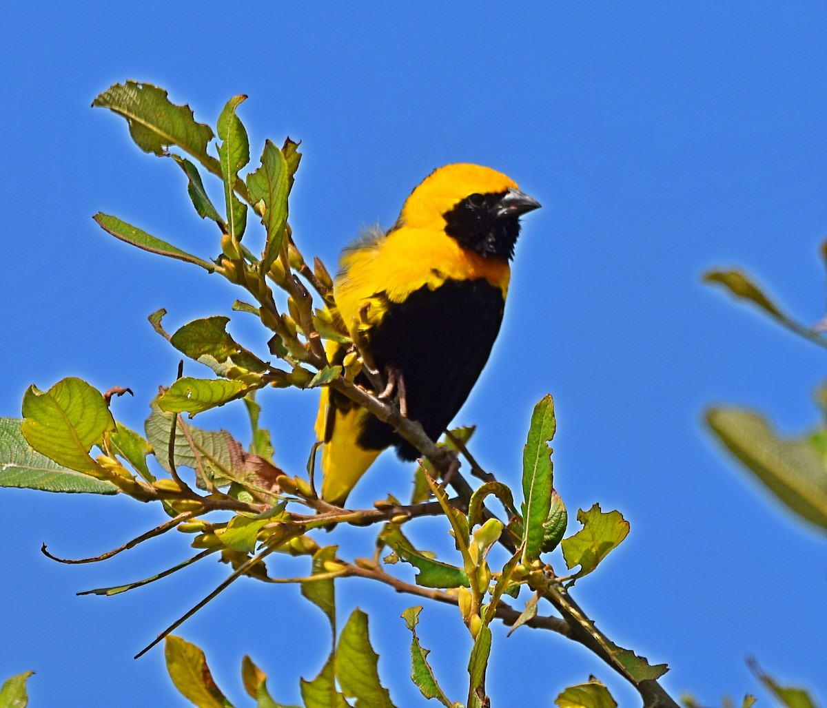 Yellow-crowned Bishop - ML620830452