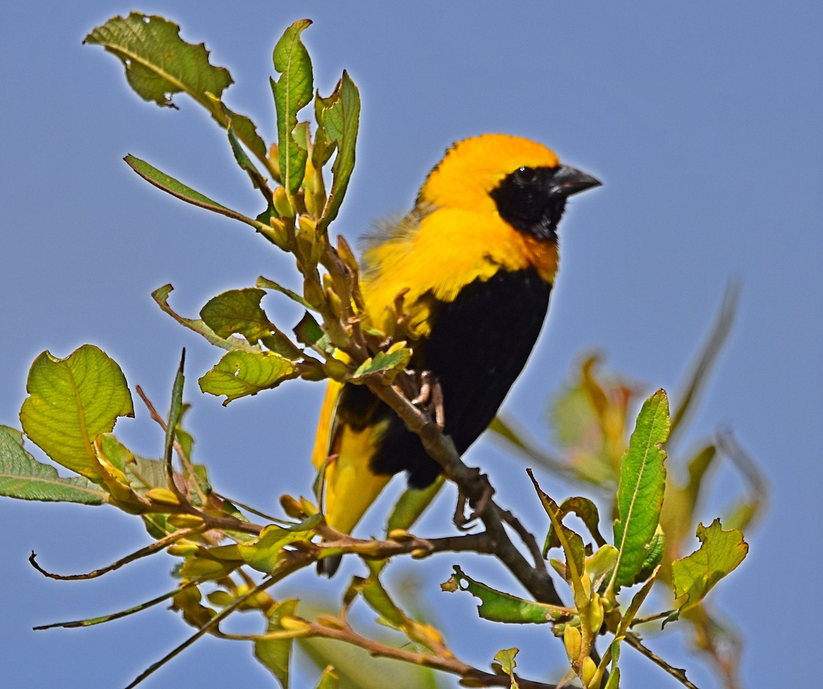 Yellow-crowned Bishop - ML620830453