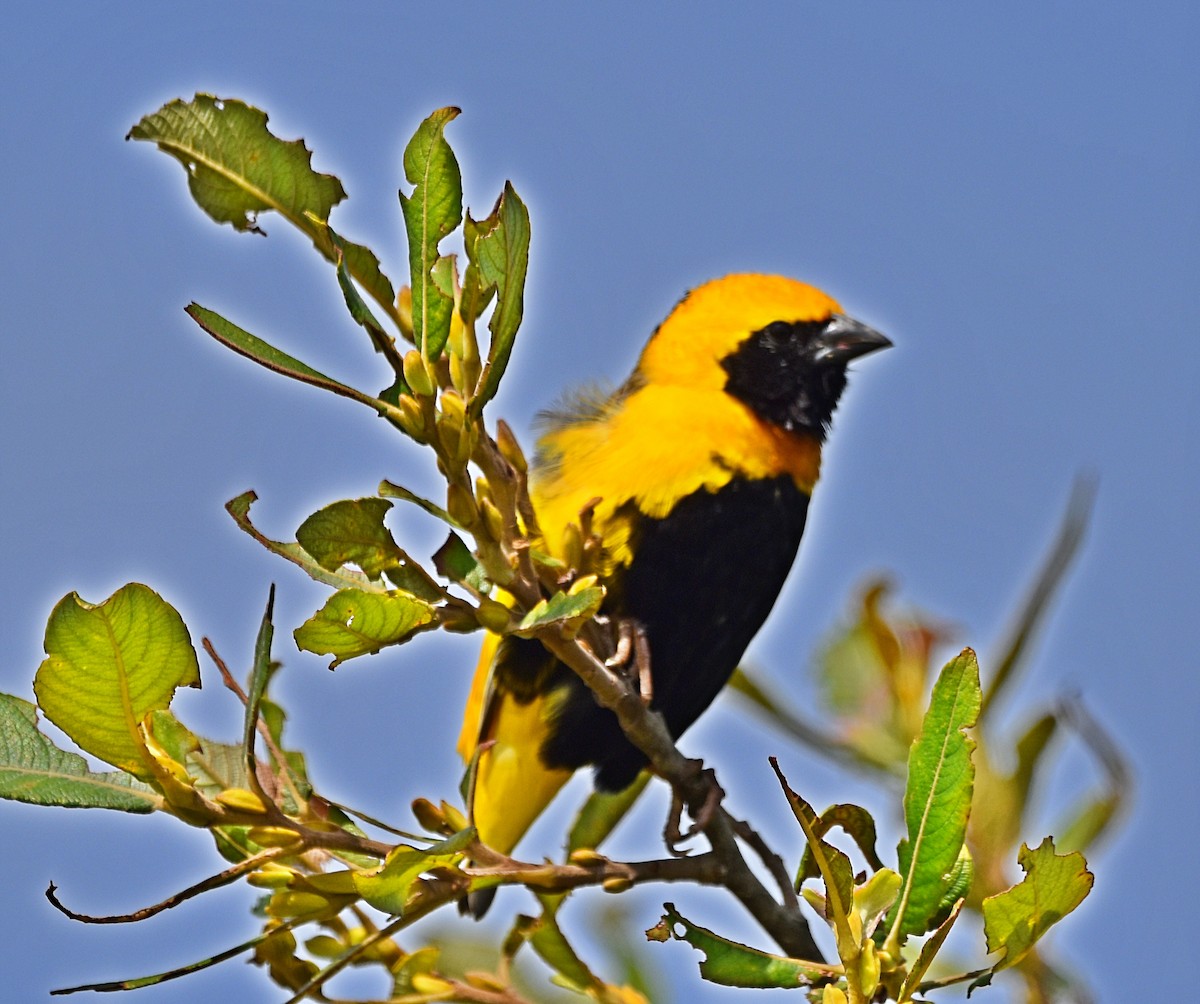 Yellow-crowned Bishop - ML620830455