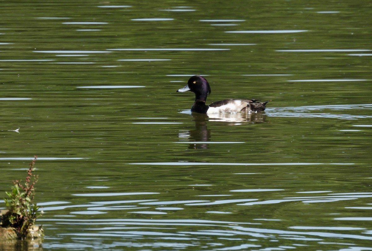 Tufted Duck - ML620830456