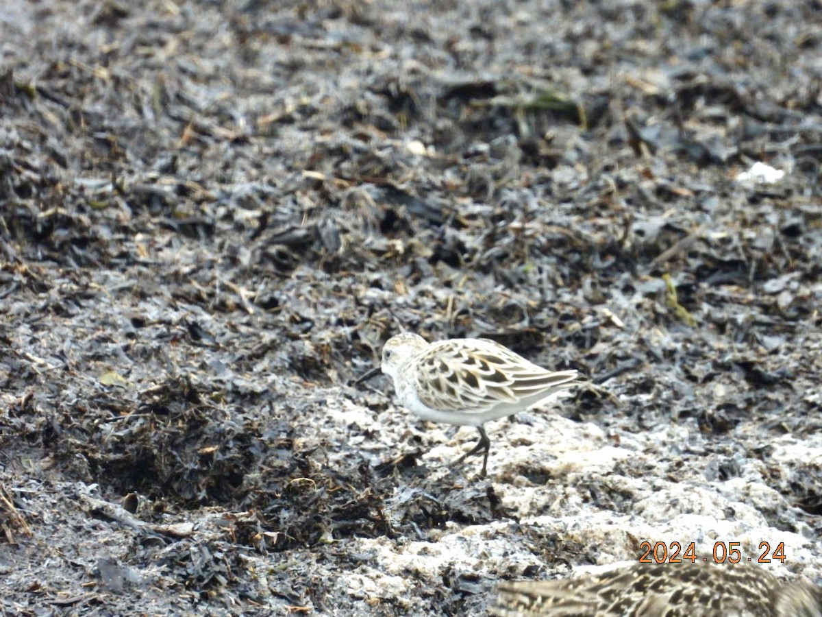 Semipalmated Sandpiper - ML620830457