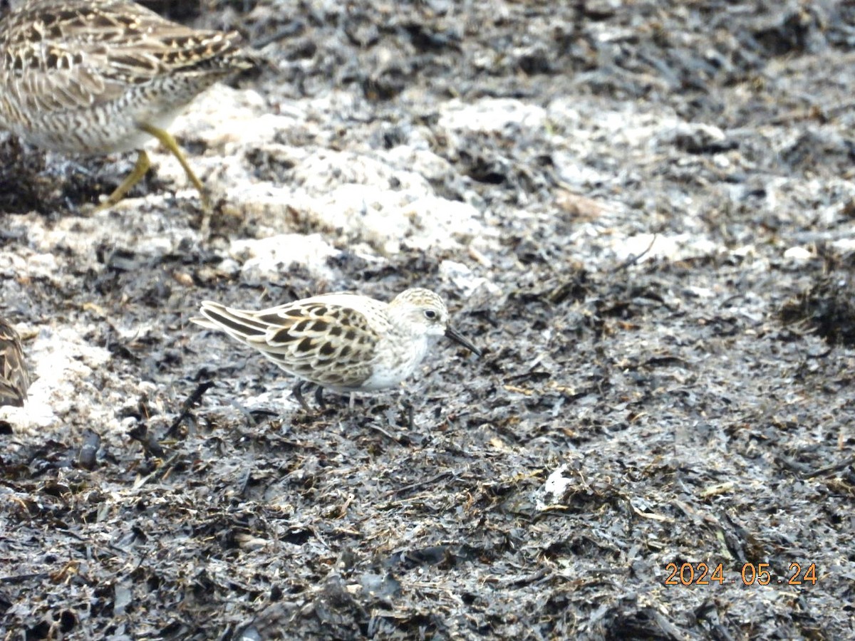 Semipalmated Sandpiper - ML620830458