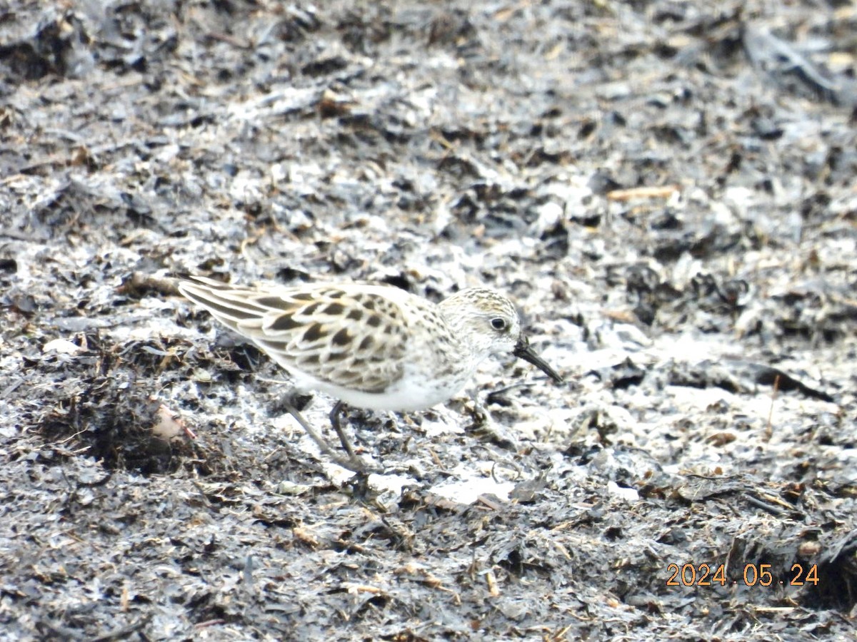 Semipalmated Sandpiper - ML620830459