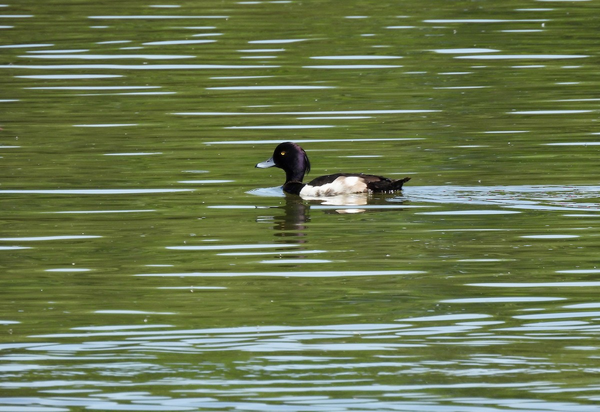 Tufted Duck - Nekane Garcia