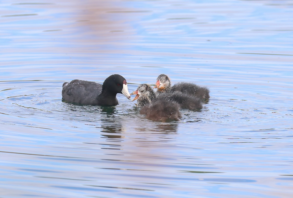 American Coot - ML620830463