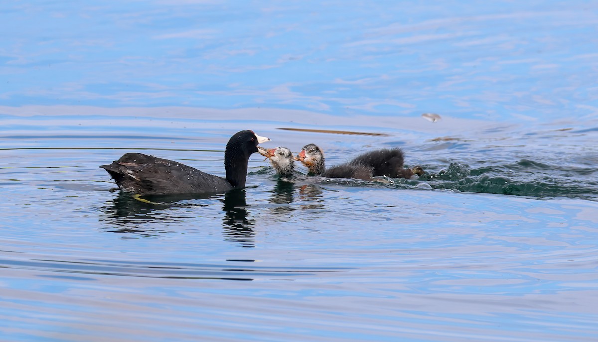 American Coot - ML620830464