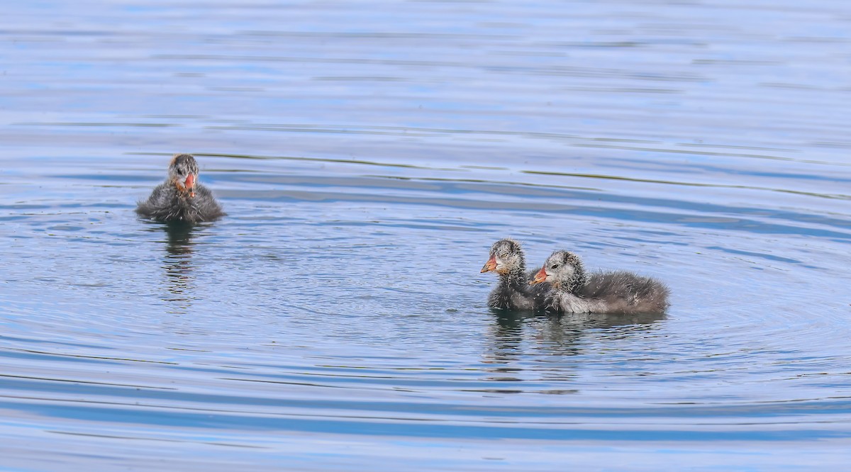 American Coot - ML620830465