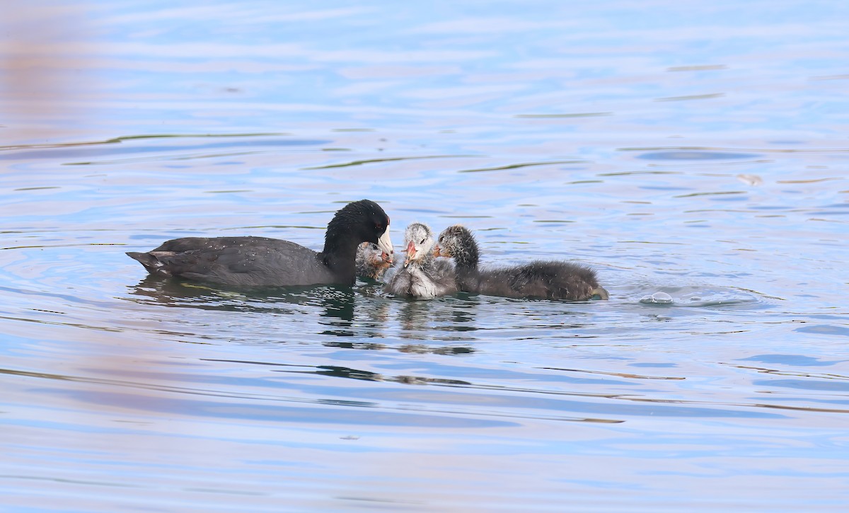 American Coot - ML620830466