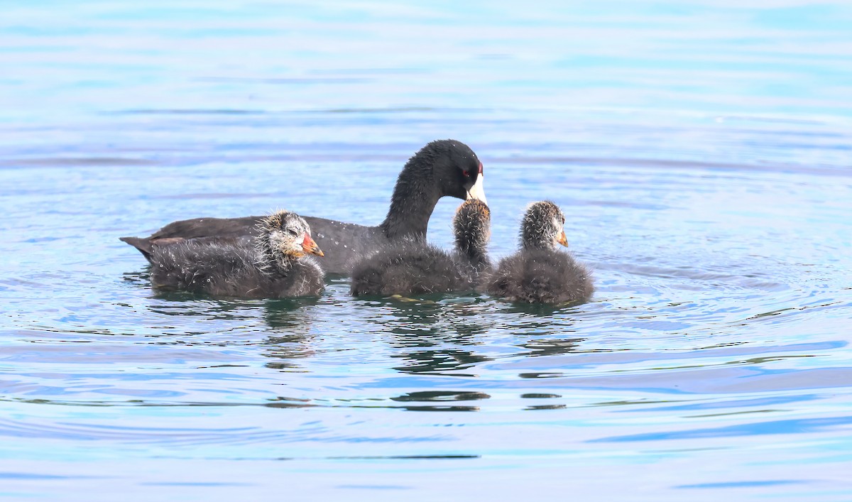 American Coot - ML620830467