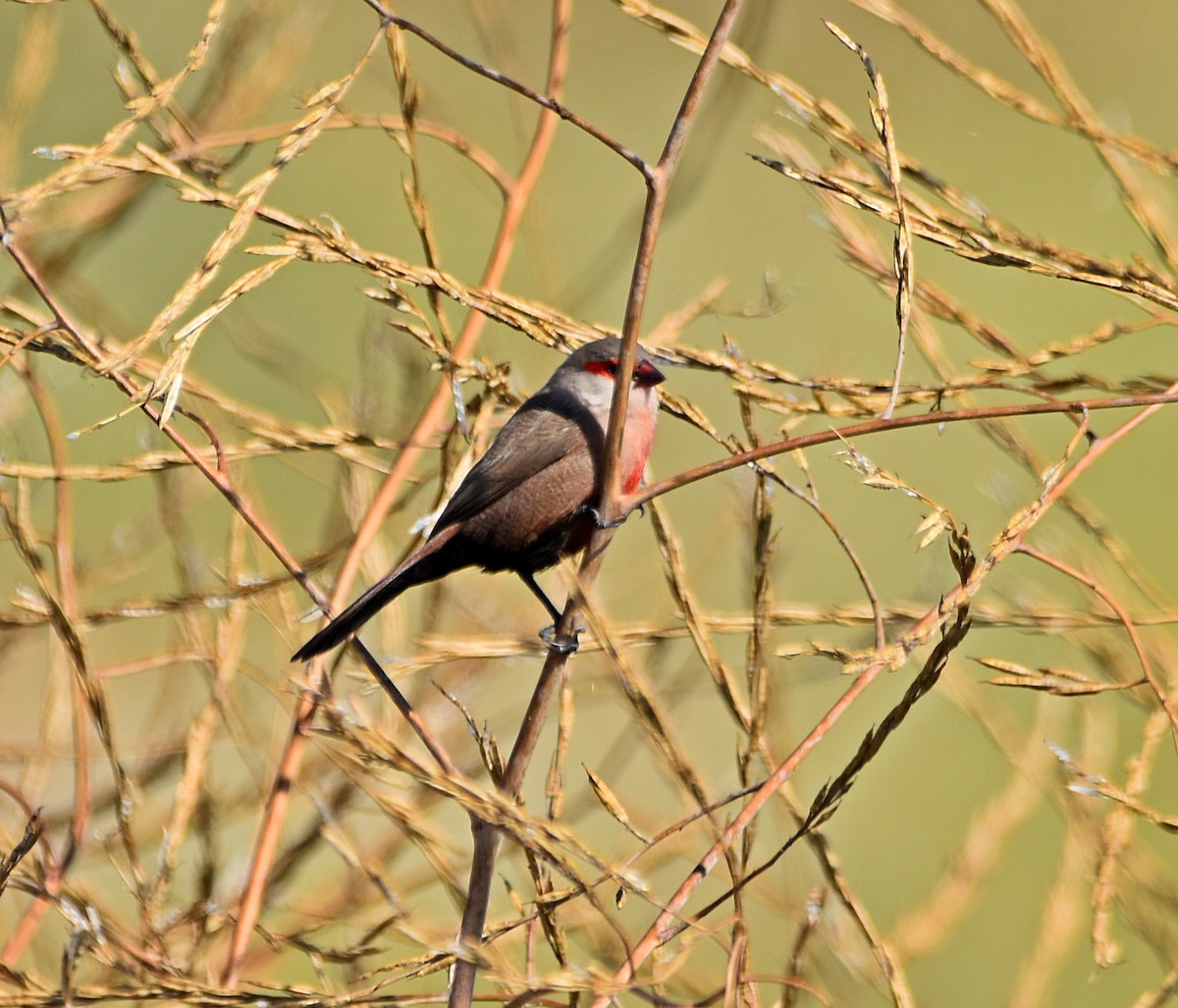 Common Waxbill - ML620830473