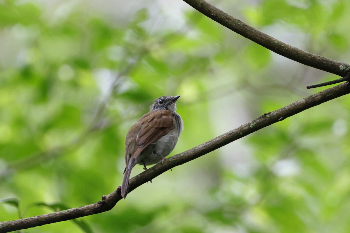 Brown-backed Solitaire - ML620830474