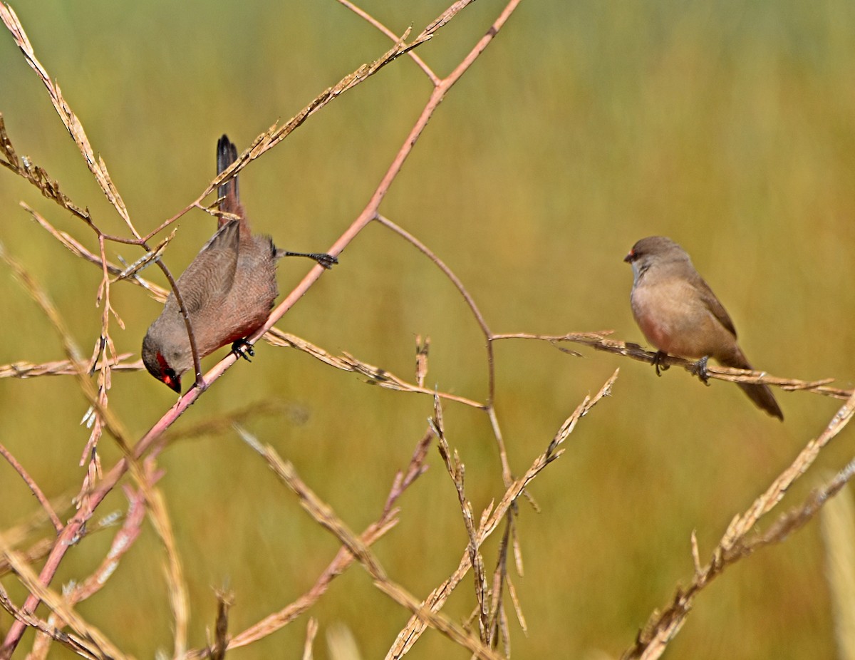 Common Waxbill - ML620830475