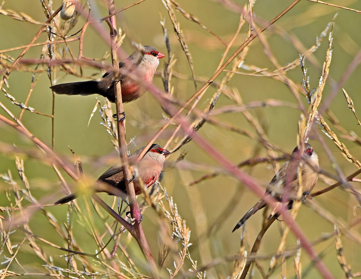 Common Waxbill - ML620830476