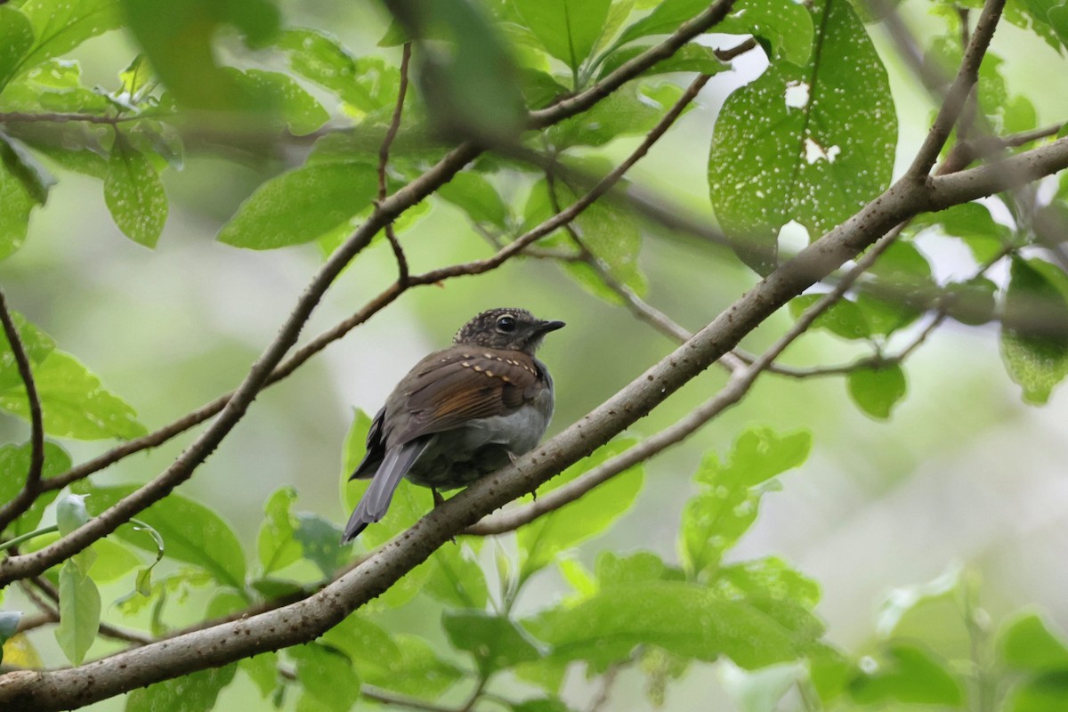 Brown-backed Solitaire - ML620830478
