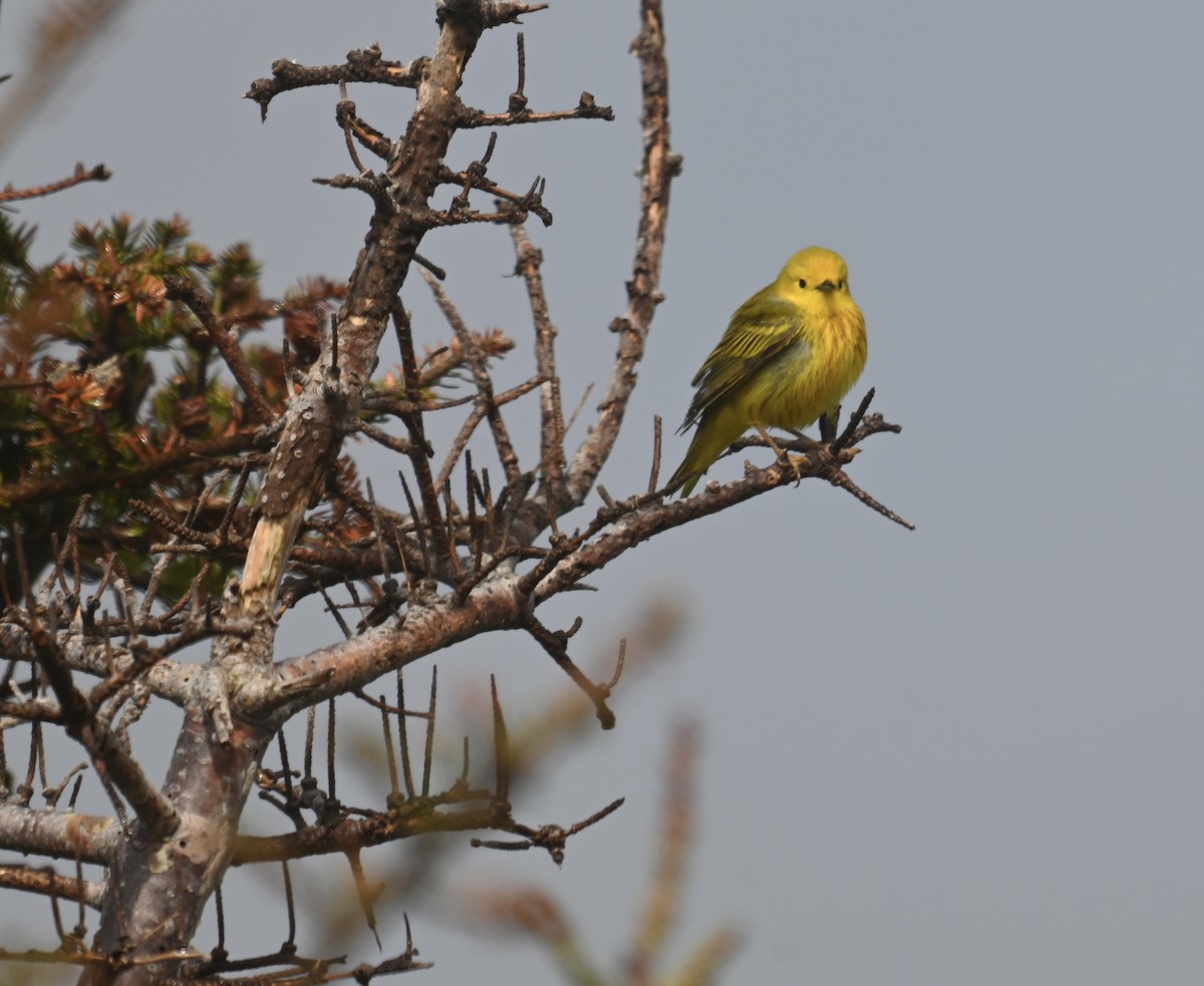 Yellow Warbler - ML620830481