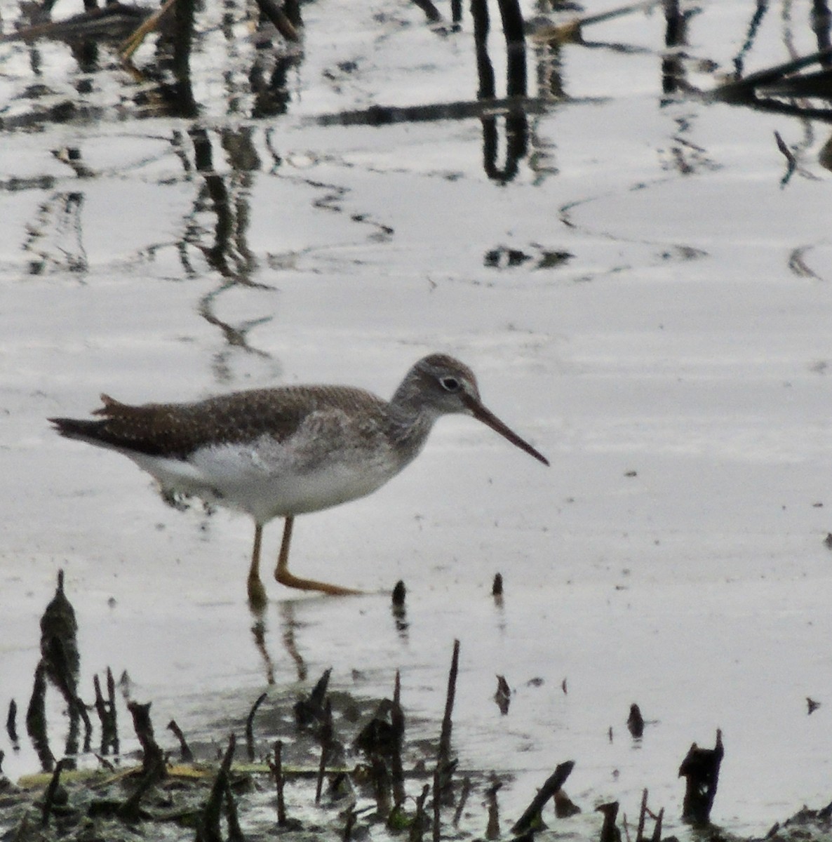 Greater Yellowlegs - ML620830482