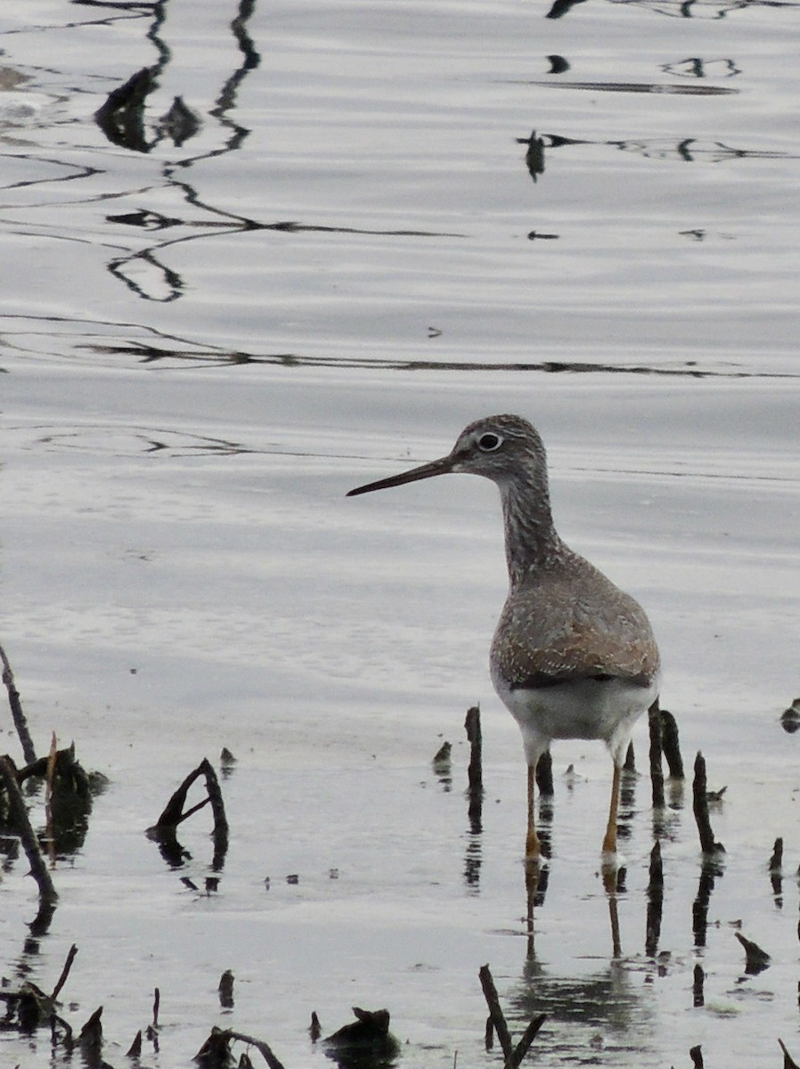 Greater Yellowlegs - ML620830484