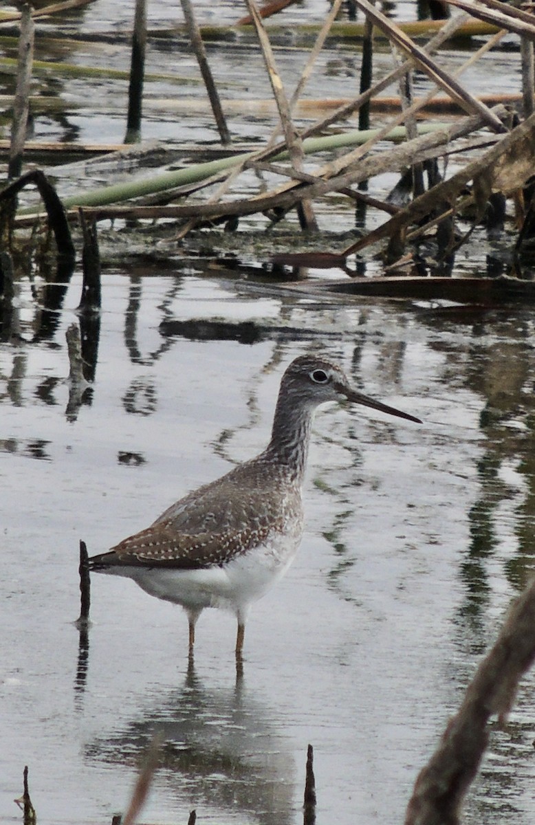 Greater Yellowlegs - ML620830485