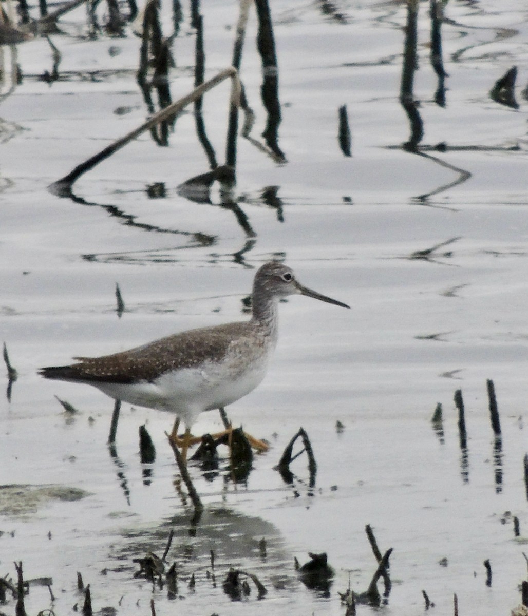 Greater Yellowlegs - ML620830486