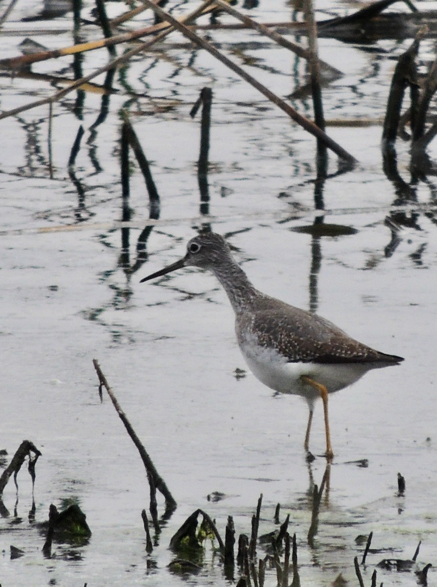 Greater Yellowlegs - ML620830488