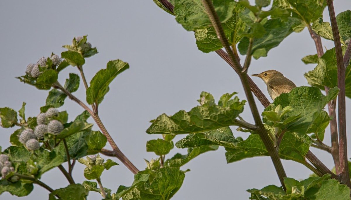 Marsh Warbler - ML620830499