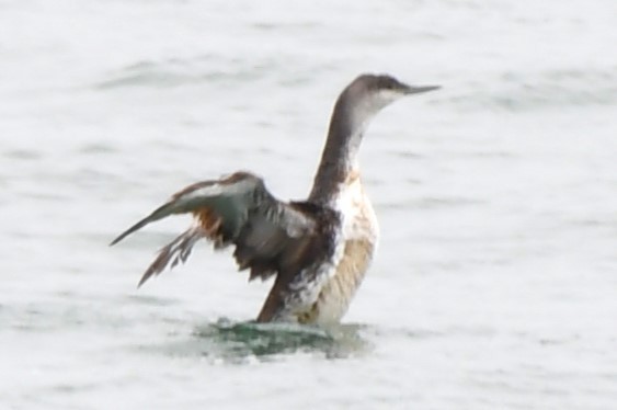 Red-throated Loon - ML620830507